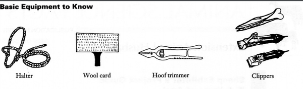 Basic equipment for sheep showmanship.